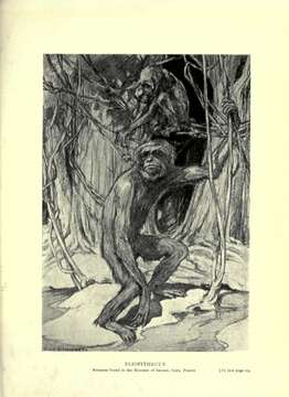 صورة Pliopithecidae