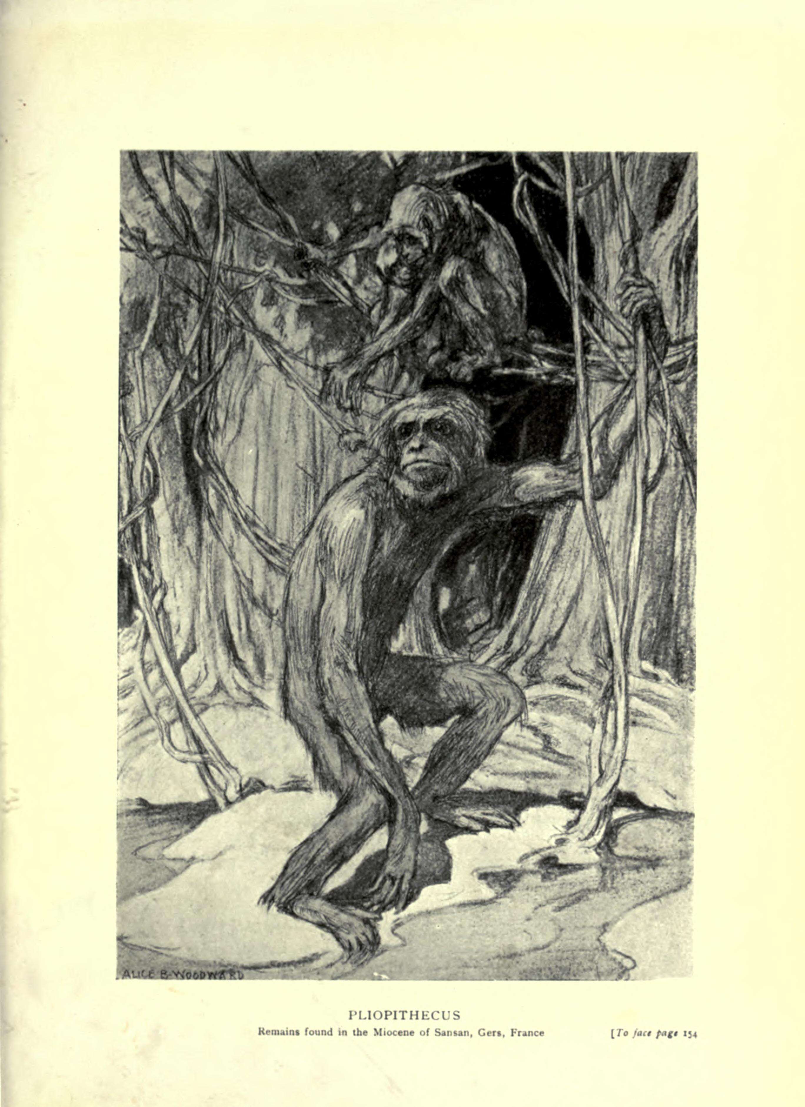 Image of Pliopithecidae