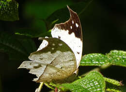 Image of Protogoniomorpha duprei (Vinson 1863)