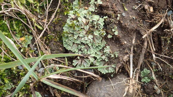 Image of Riccia bifurca Hoffm.