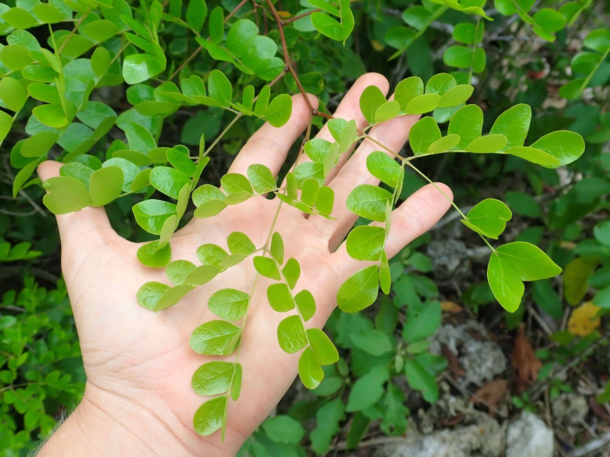 Image of <i>Cenostigma gaumeri</i>