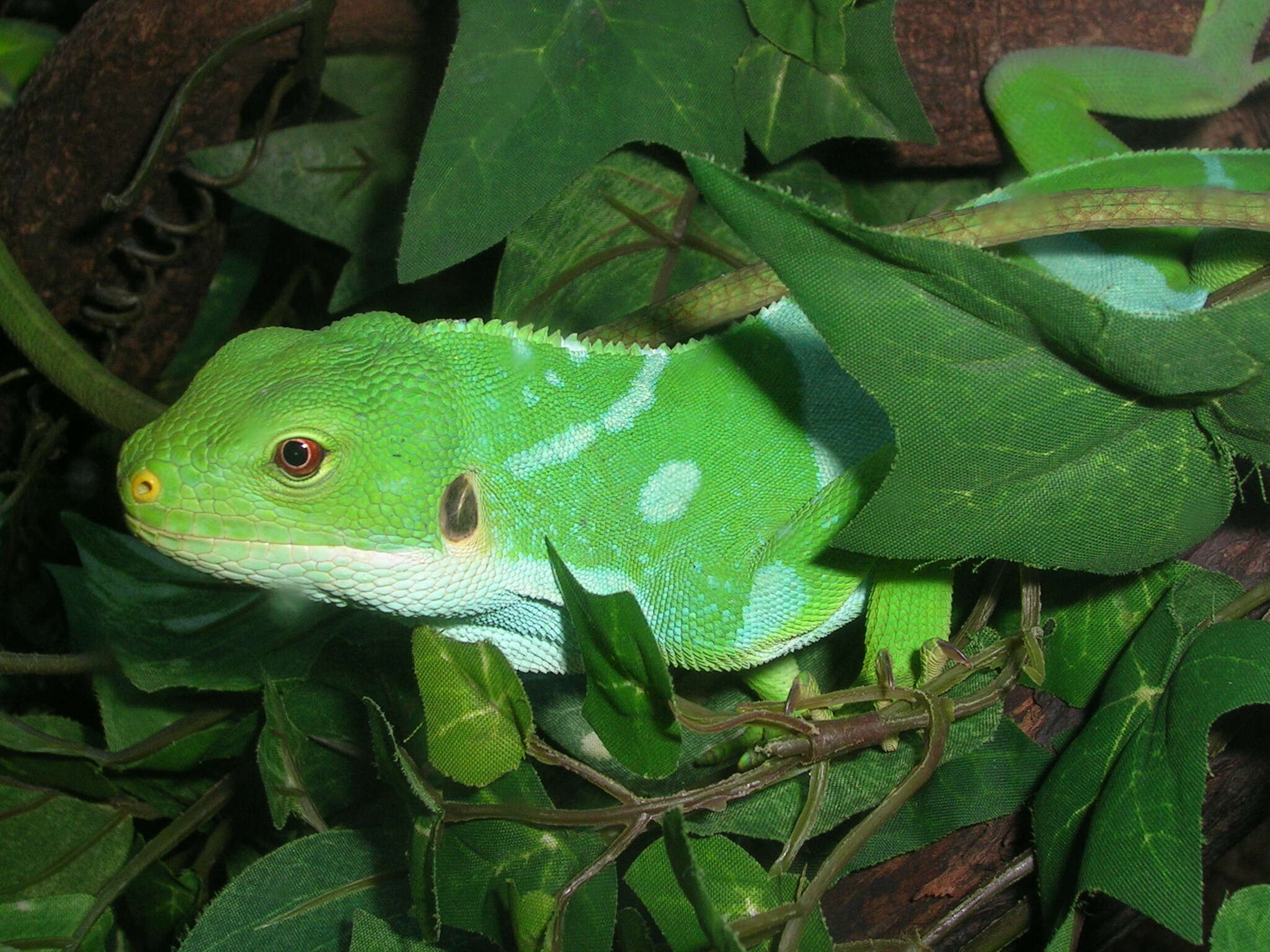 Image of Fiji iguanas