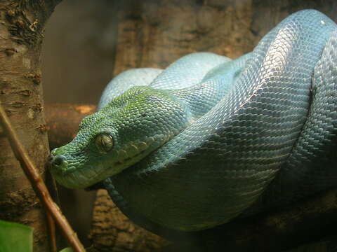 Image of Green Python