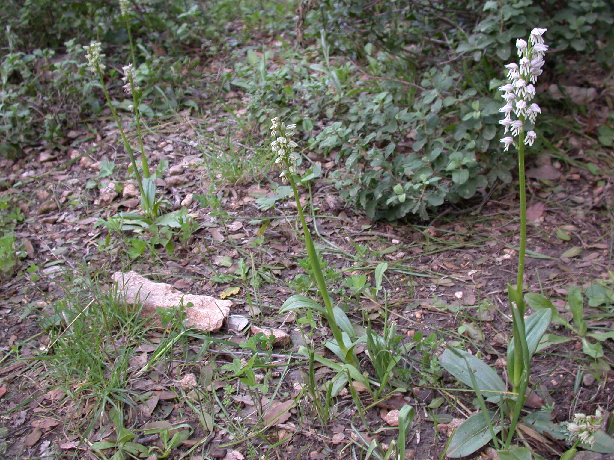 Orchis galilaea (Bornm. & M. Schulze) Schltr. resmi