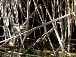 Image of Moustached Warbler