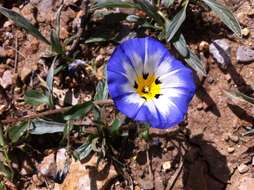 Image of Dwarf Morning Glory