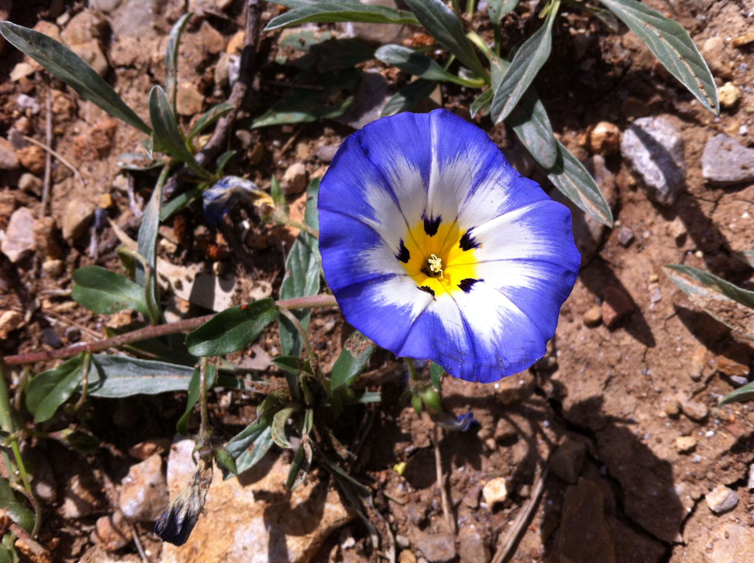 Image of Dwarf Morning Glory