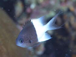 Plancia ëd Pycnochromis iomelas (Jordan & Seale 1906)