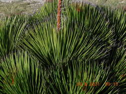 صورة Agave striata subsp. striata