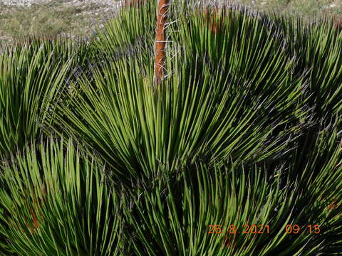 صورة Agave striata subsp. striata