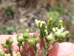 Image of Erigeron floribundus (Kunth) Sch. Bip.