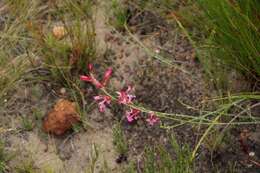 Image of Tritoniopsis ramosa (Klatt) G. J. Lewis