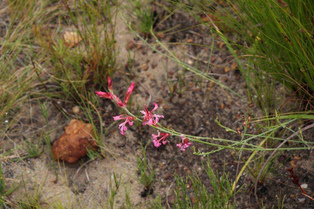 Image of Tritoniopsis ramosa (Klatt) G. J. Lewis