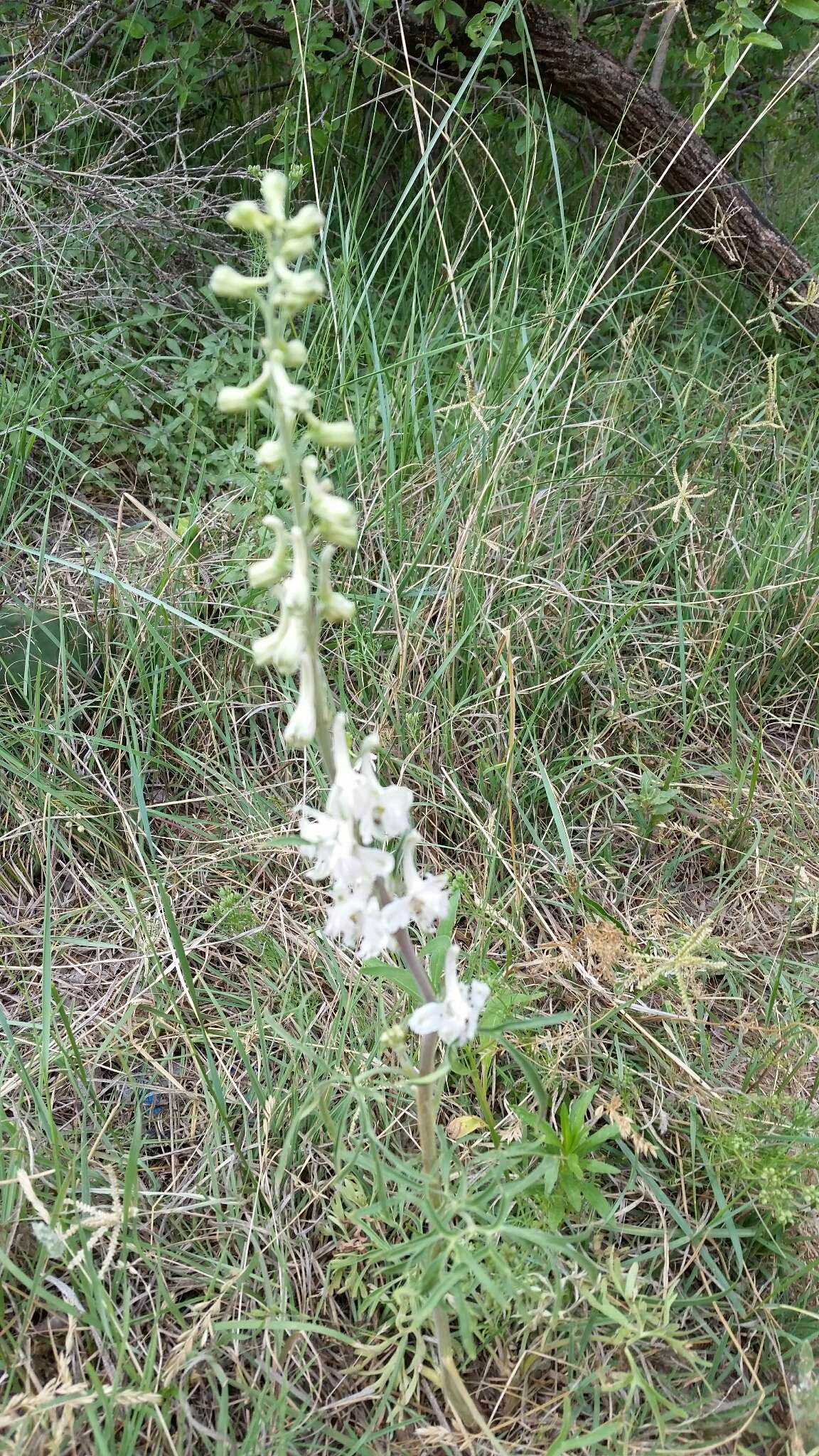 Delphinium carolinianum subsp. virescens (Nutt.) R. E. Brooks的圖片