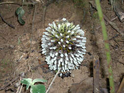 Image of Fungus root