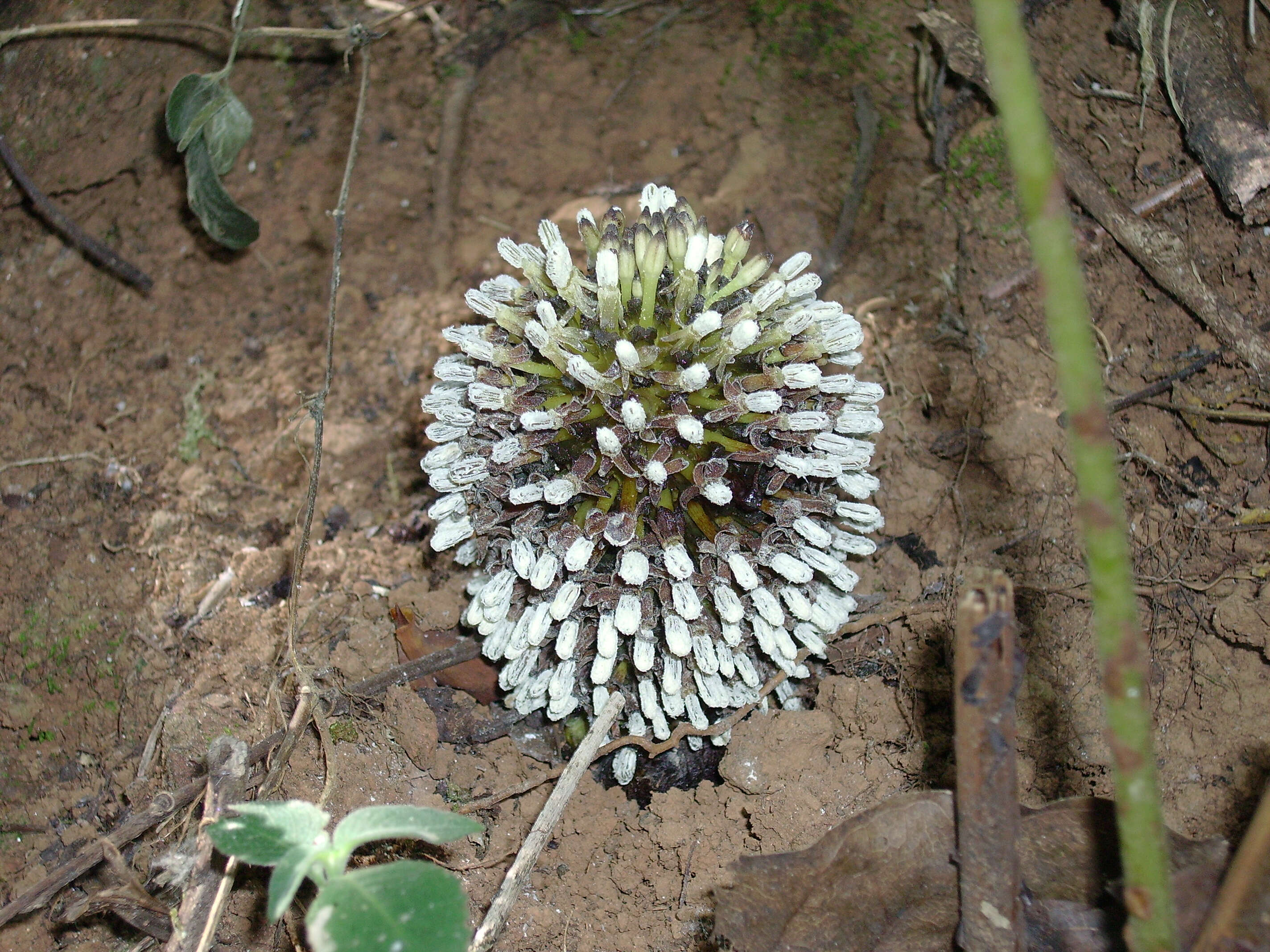 Image of Fungus root