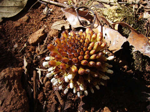 Image of Fungus root