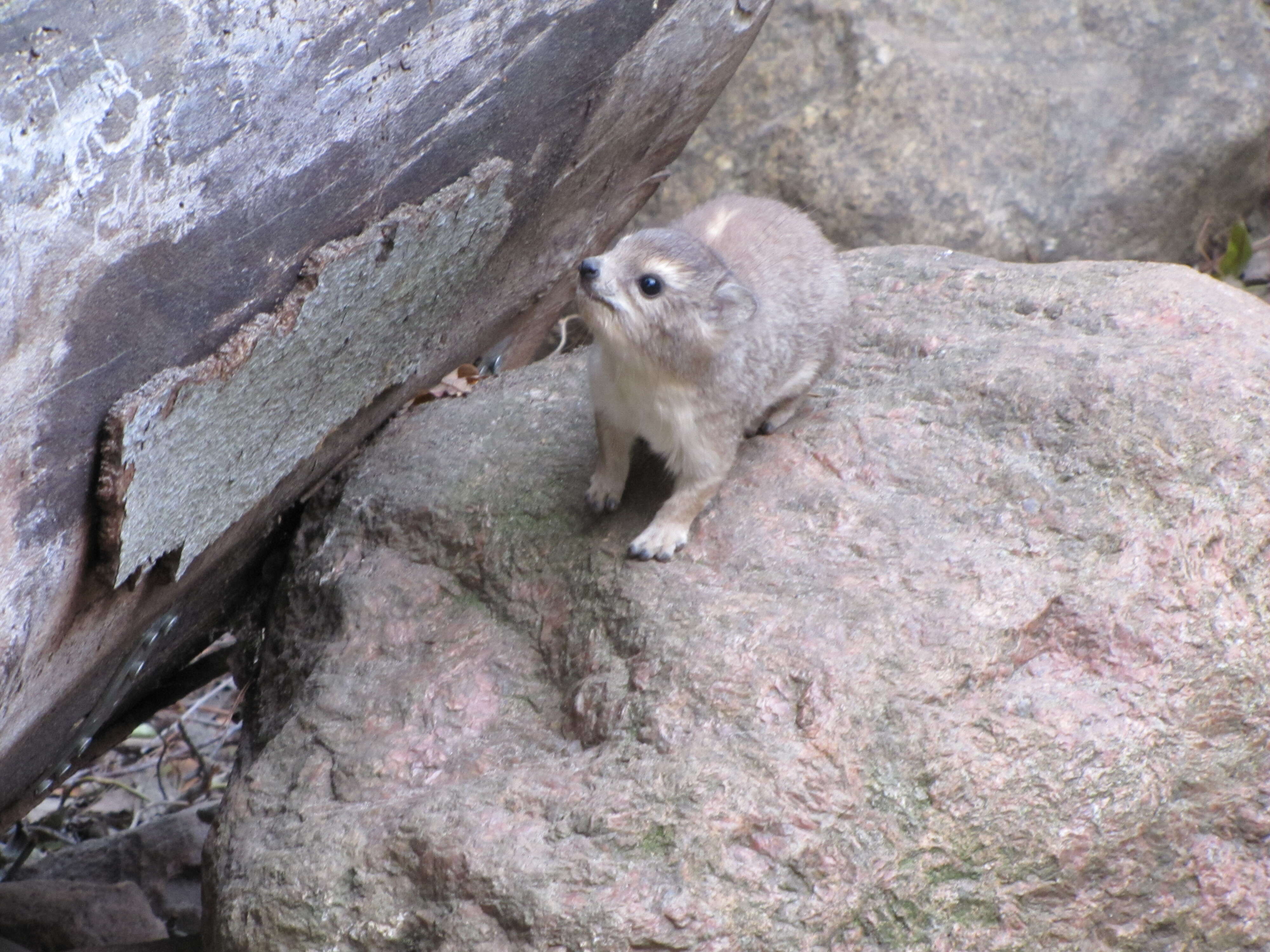 Image of Bush Hyrax