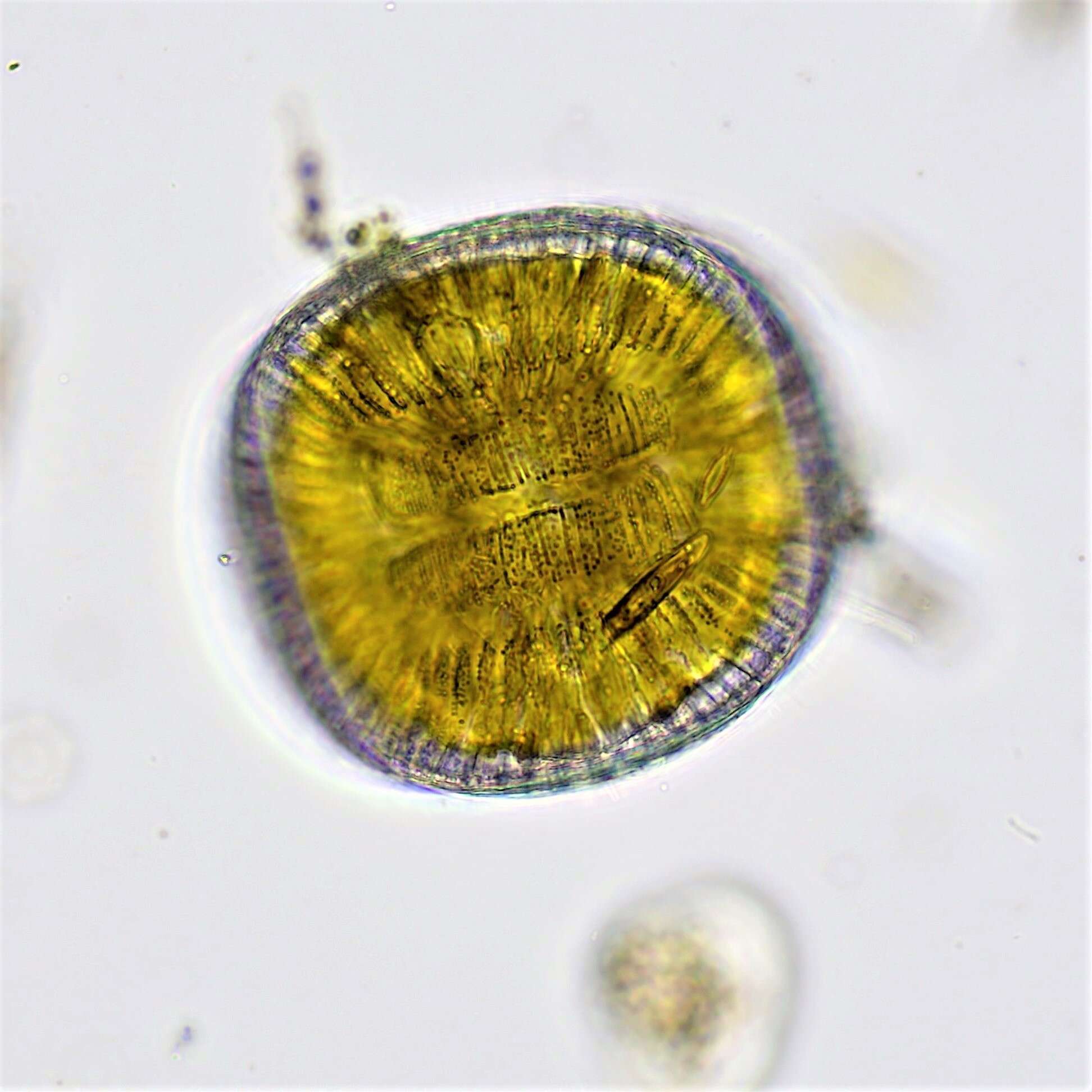 Image of Campylodiscus clypeus