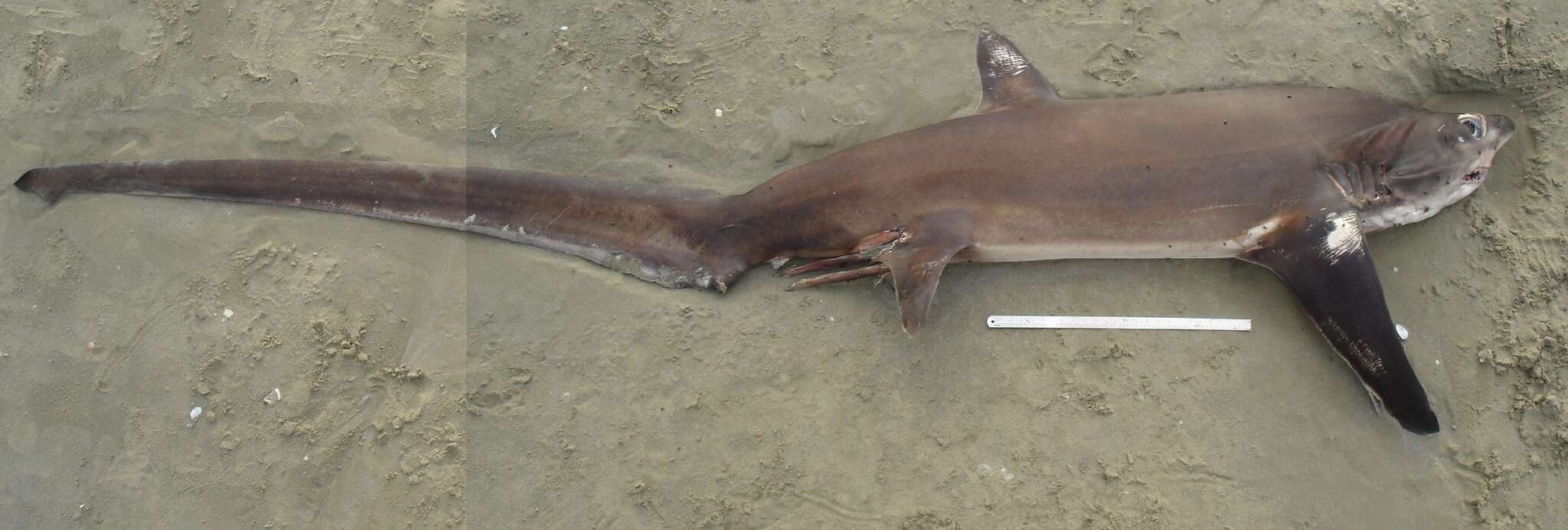 Image of Bigeye Thresher Shark