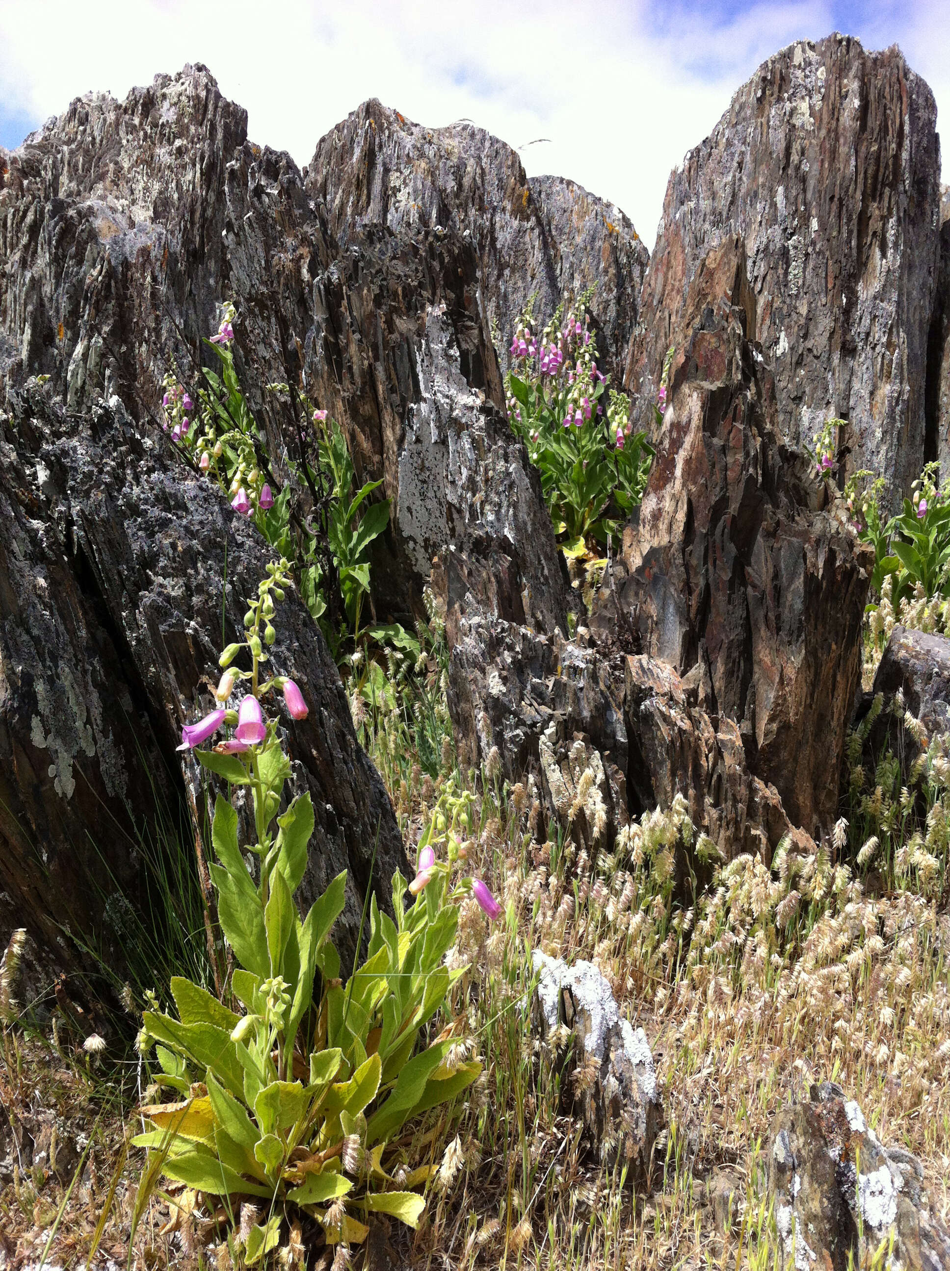 Image of Digitalis thapsi L.