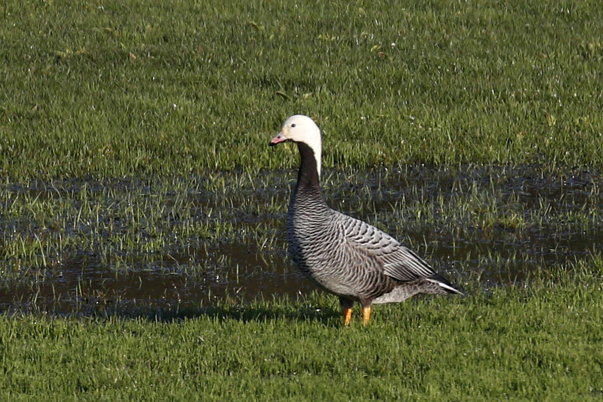 Image of Emperor Goose