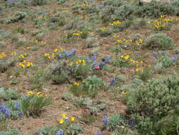 Слика од Lupinus saxosus Howell