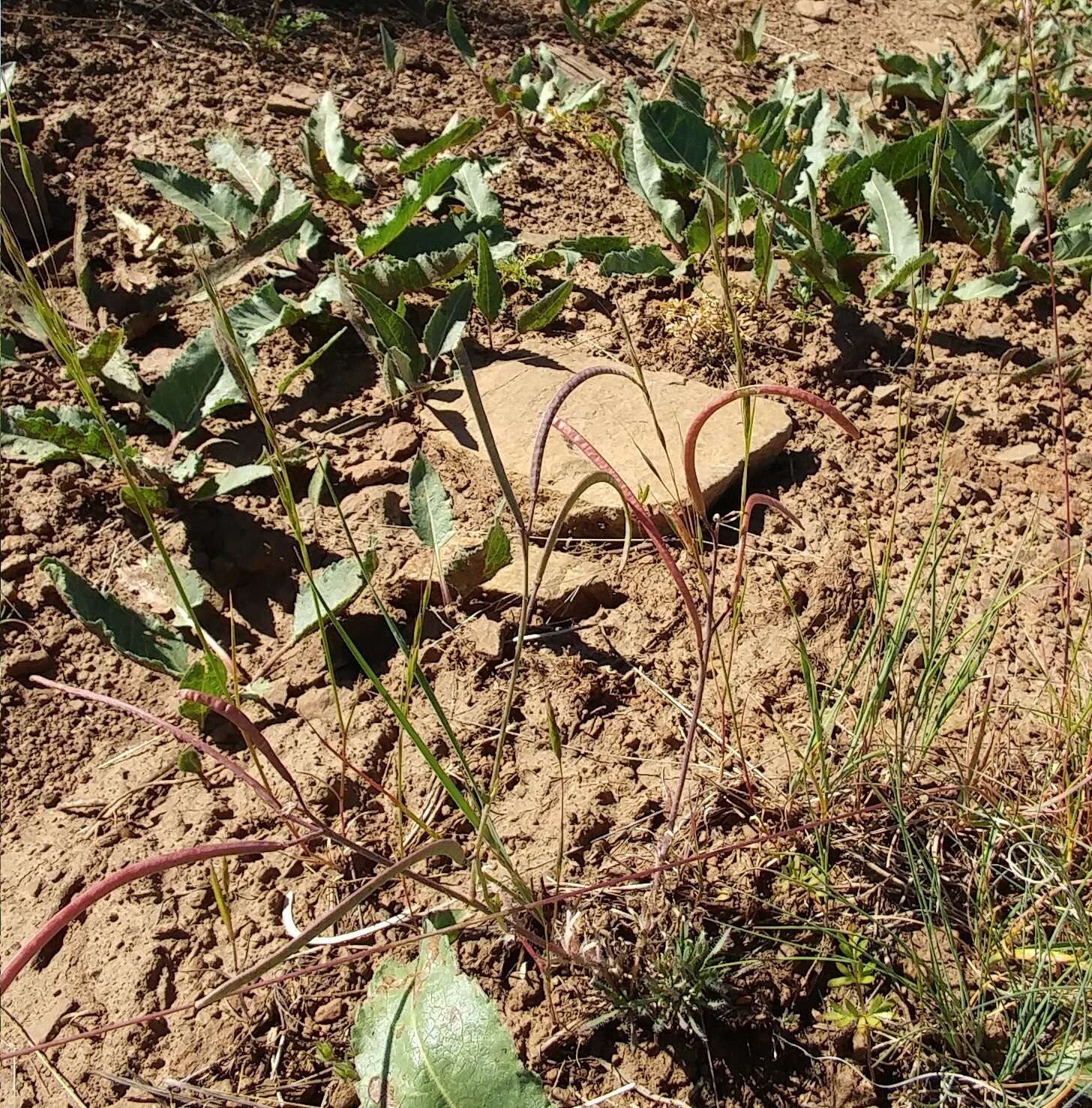 Image of Cusick's rockcress