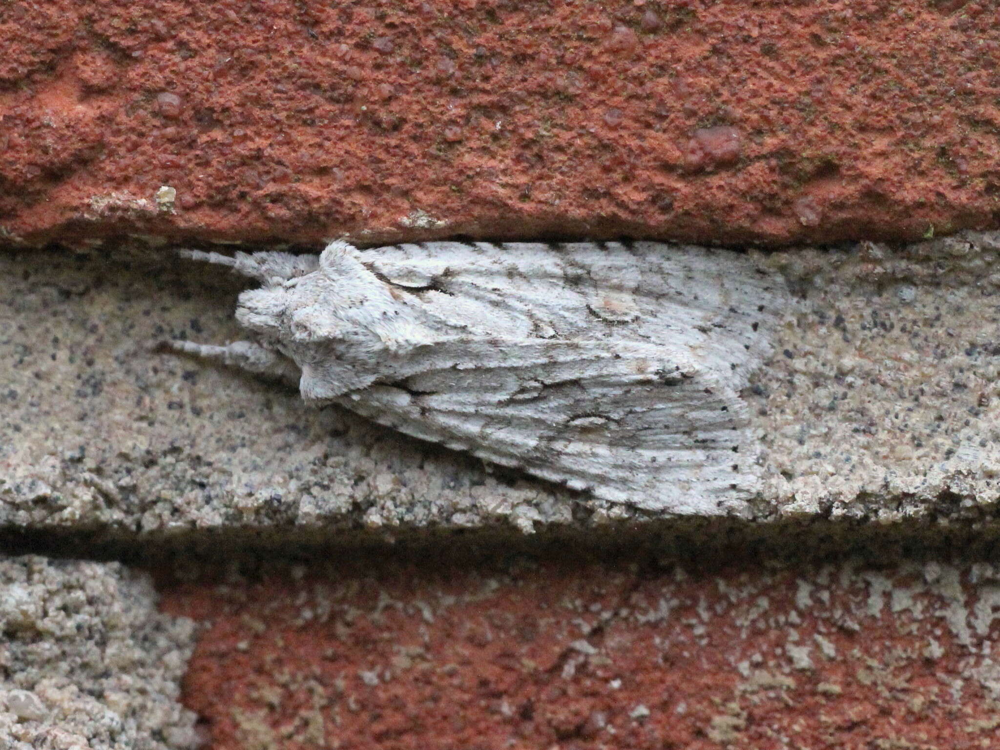 Image of grey shoulder-knot