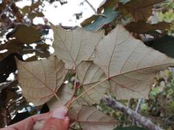 Image of Mallotus paniculatus var. formosanus (Hayata) Hurus.