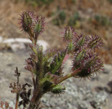 Image of Daucus glochidiatus (Labill.) Fischer, C. Meyer & Ave Lall.