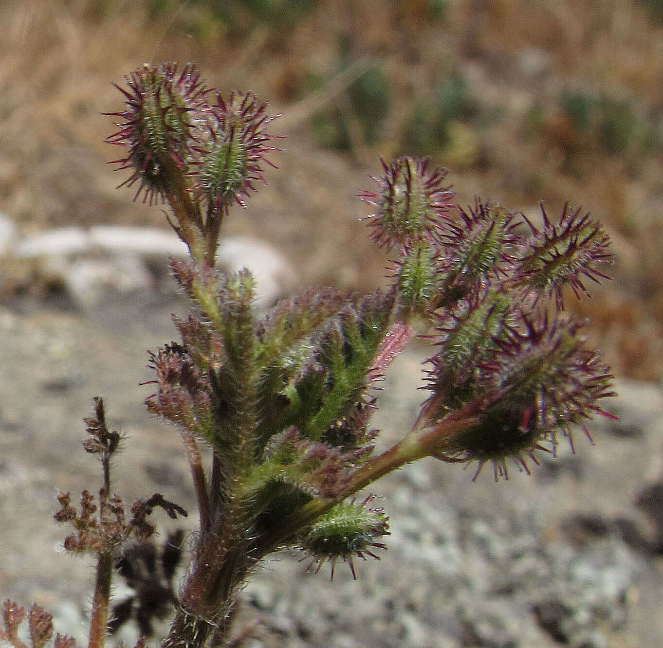 Imagem de Daucus glochidiatus (Labill.) Fischer, C. Meyer & Ave Lall.