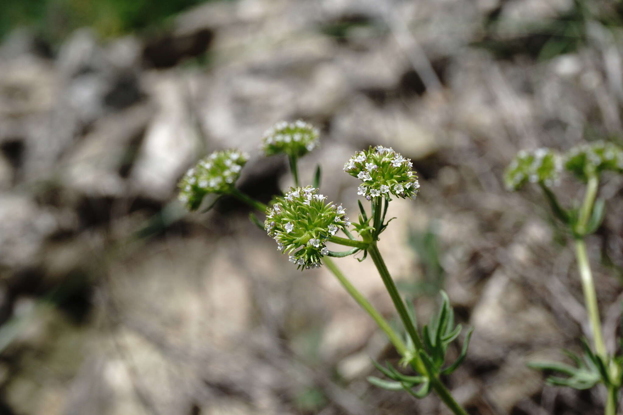 Image of Valerianella uncinata (Bieb.) Dufresne