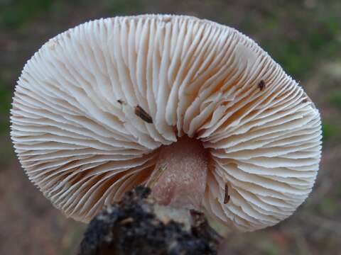 Image of Rhodocollybia butyracea (Bull.) Lennox 1979