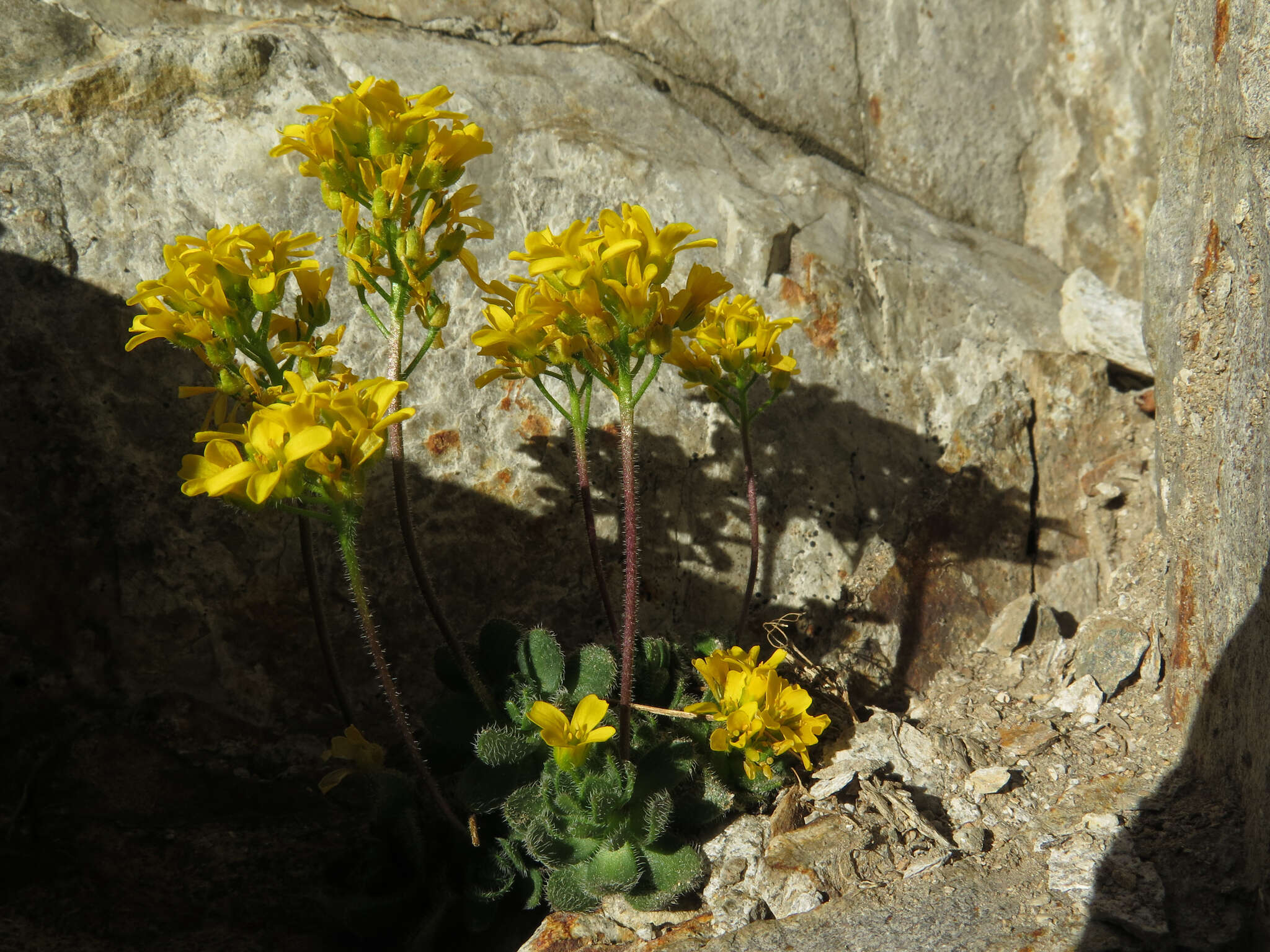 Image of granite draba