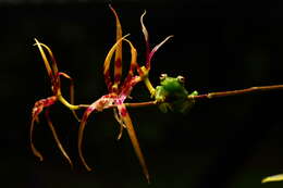 Image of Demerara Falls Treefrog