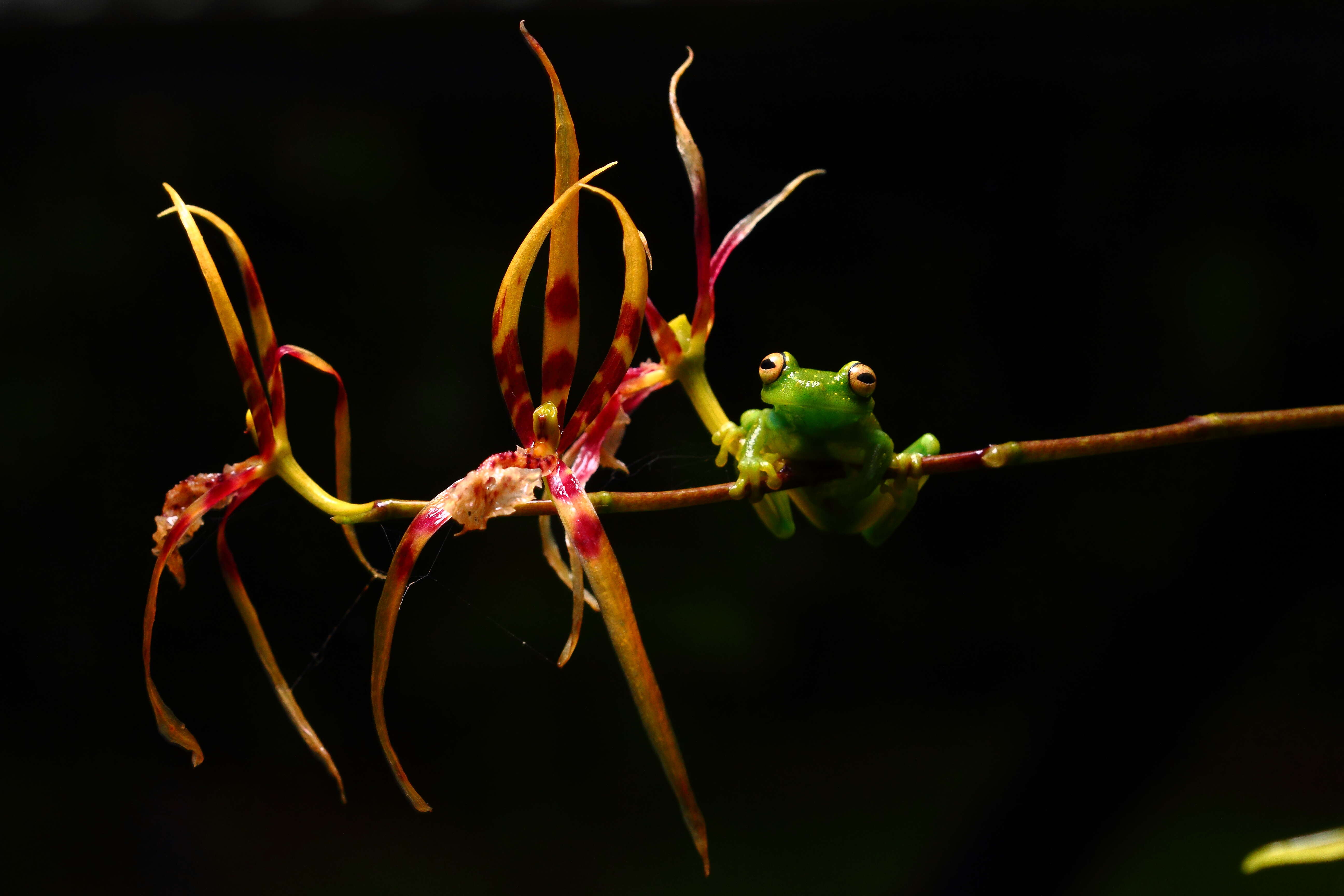 Image of Demerara Falls Treefrog