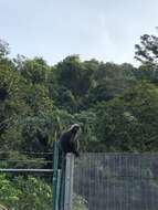 Image of Dusky Langur