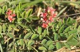 Indigofera spicata var. spicata resmi