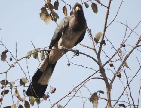 Image of Eastern Plantain-eater