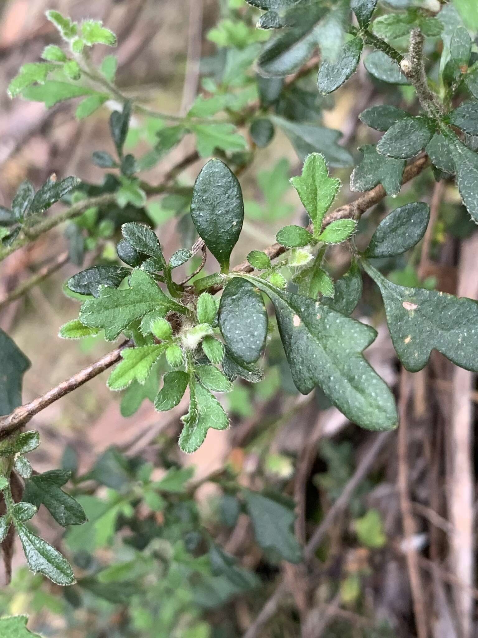 Image of Xanthosia stellata J. M. Hart & M. J. Henwood