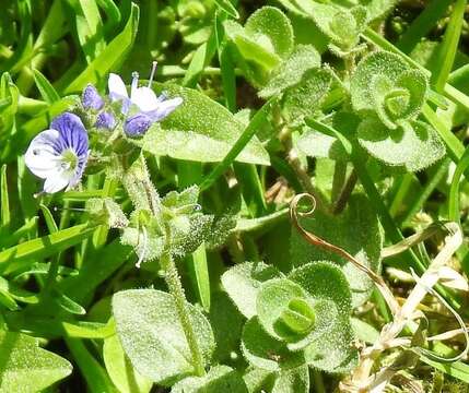 Image of Veronica nevadensis var. langei (Lacaita) M. M. Mart. Ort. & E. Rico