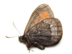 Erebia fasciata Butler 1868 resmi