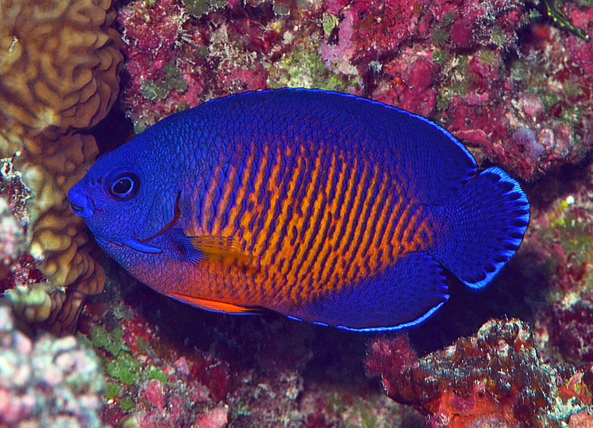 Image of Coral Beauty Angel