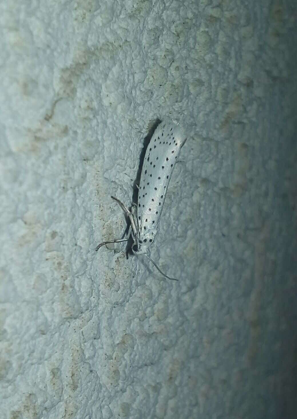 Image of Bird-cherry Ermine