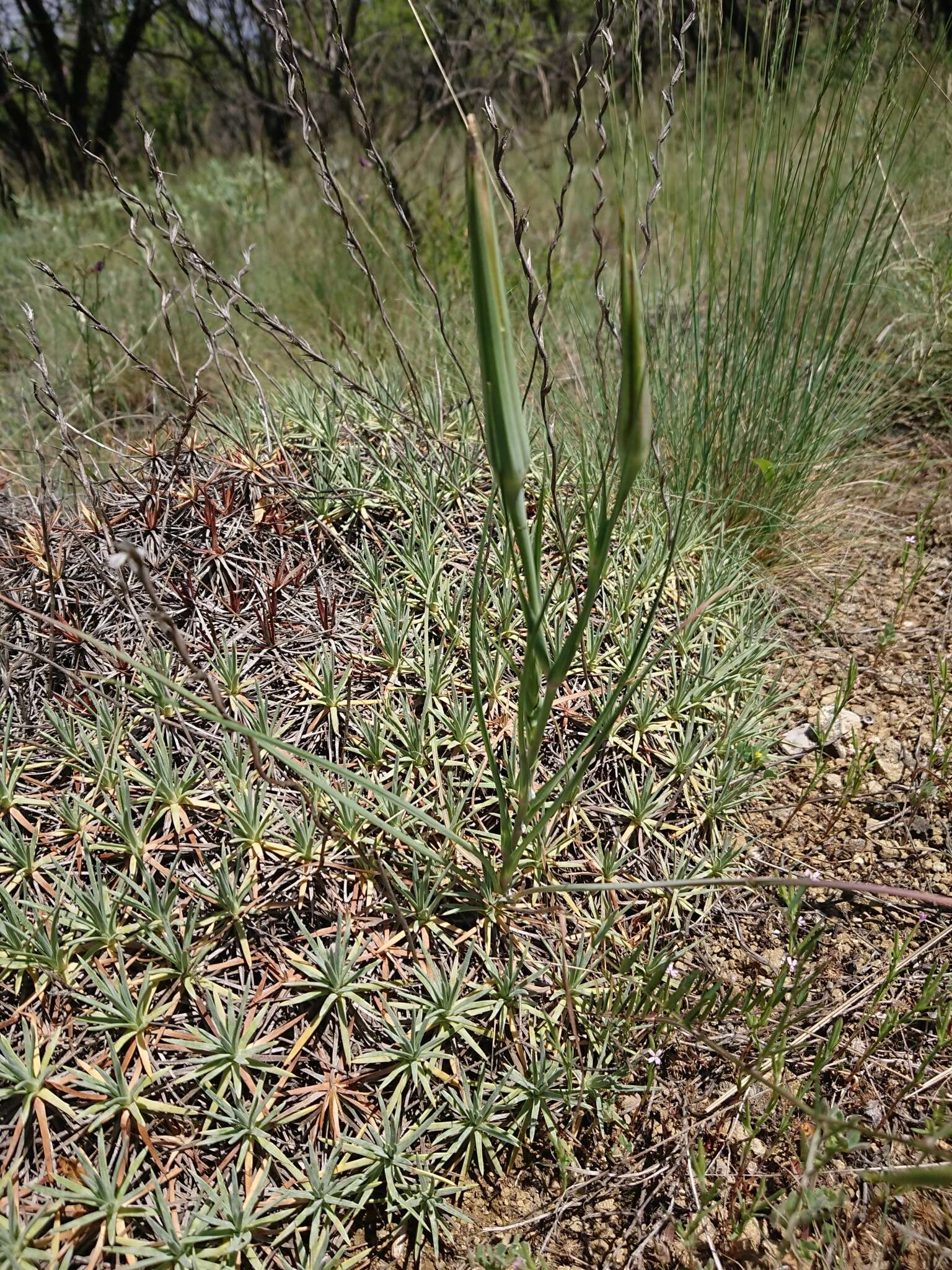 Image of Acantholimon acerosum (Willd.) Boiss.