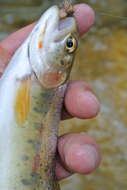 Image of Oncorhynchus clarkii lewisi (Girard 1856)