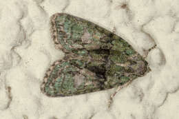 Image of tree-lichen beauty