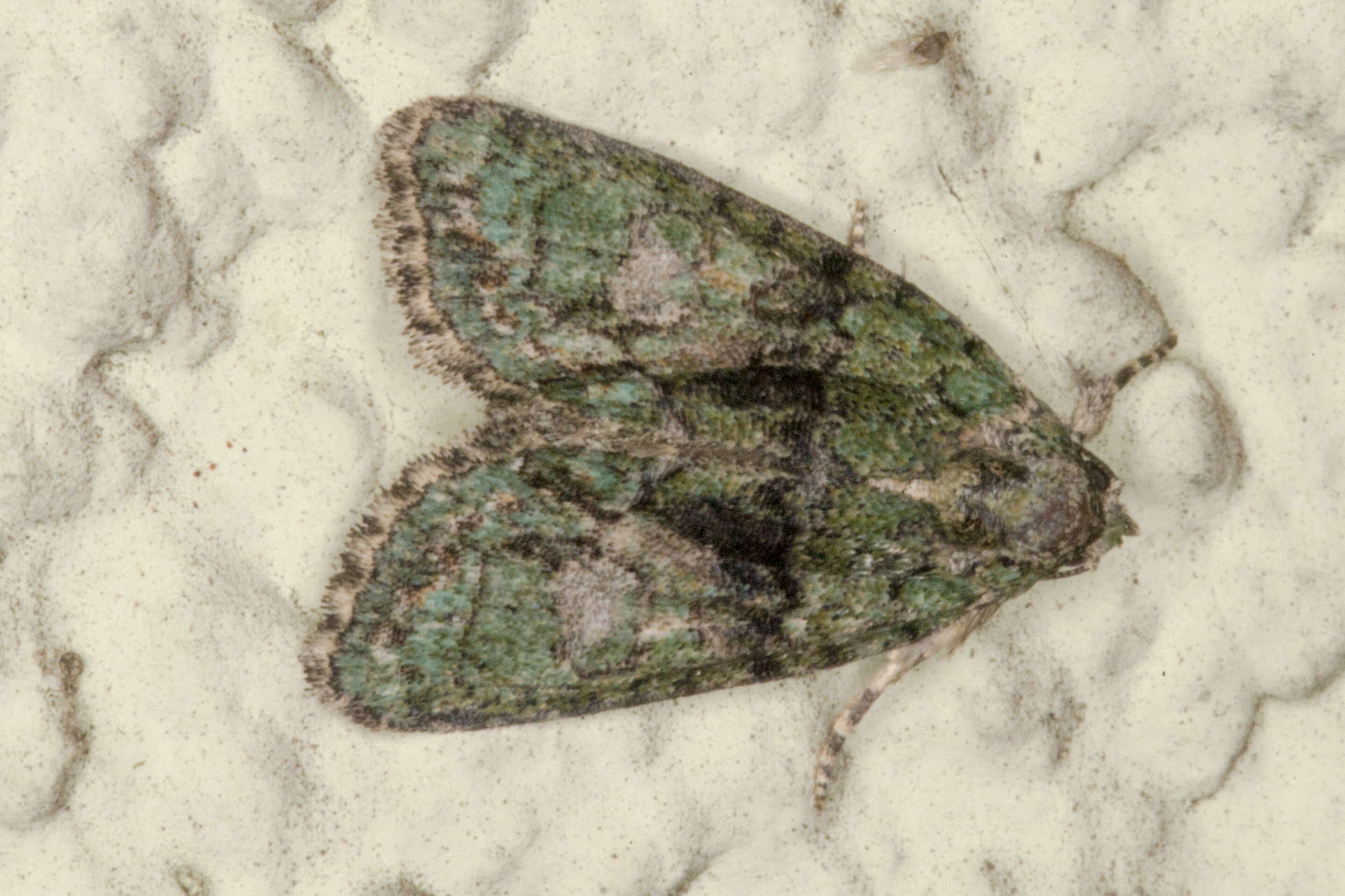 Image of tree-lichen beauty