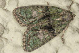 Image of tree-lichen beauty
